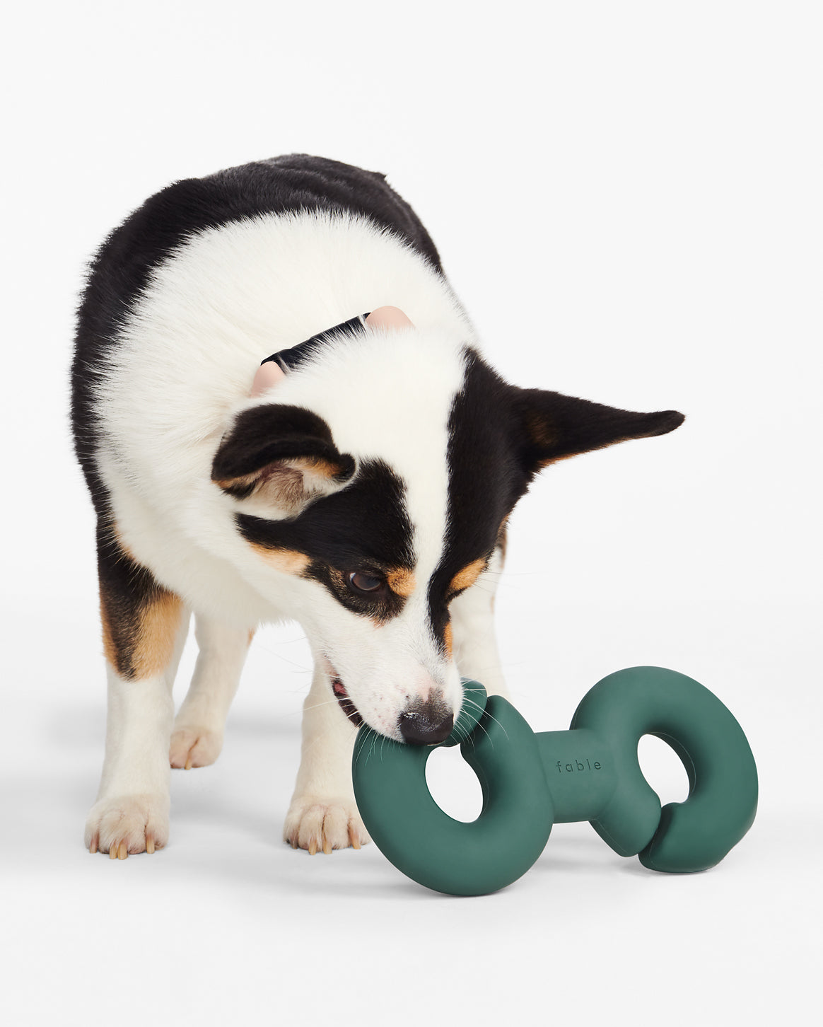 Fable - Twin Falcon Dog Toy