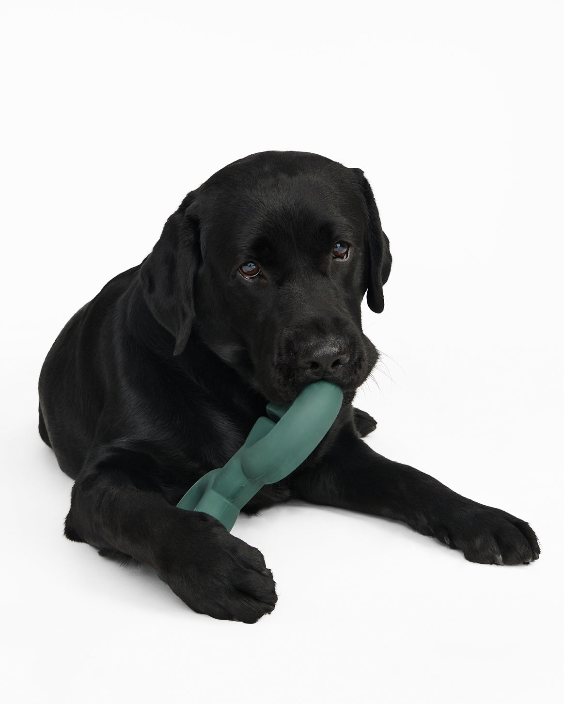 Fable - Twin Falcon Dog Toy