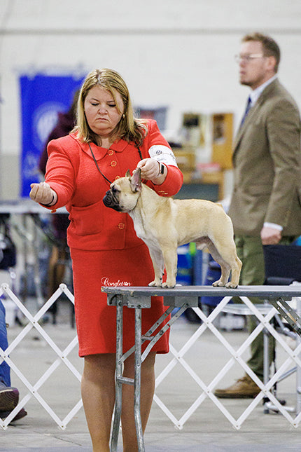 Best Combs for Dog Show Grooming: A Professional Handler's Guide