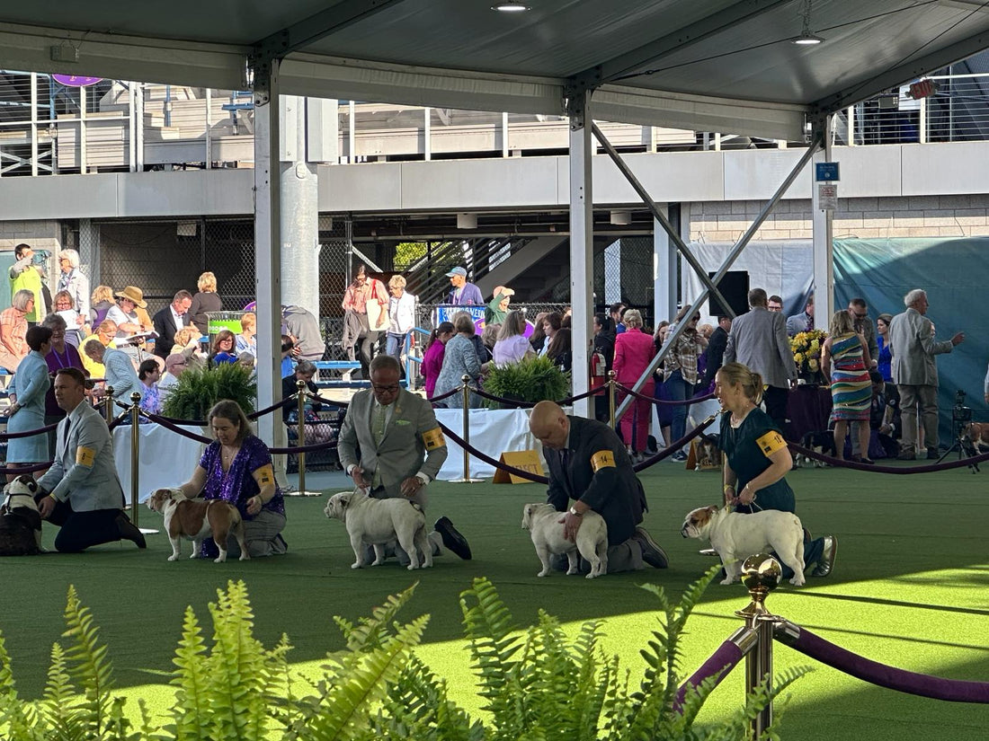 How to Start in the Dog Show World in USA