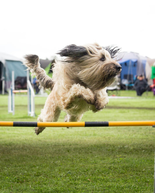 How to Get More Involved in the Sport of Dog Agility with AKC