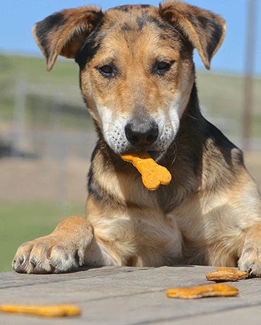 Dog Treats