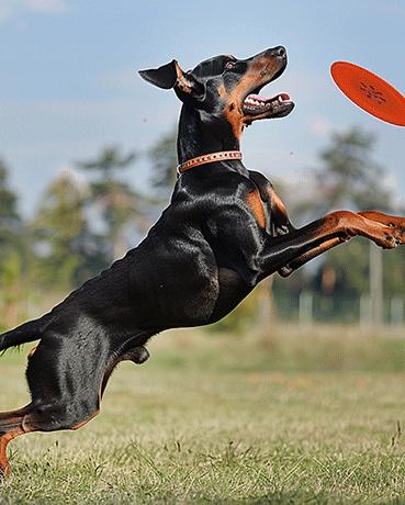 Rubber-dog-toy-collection