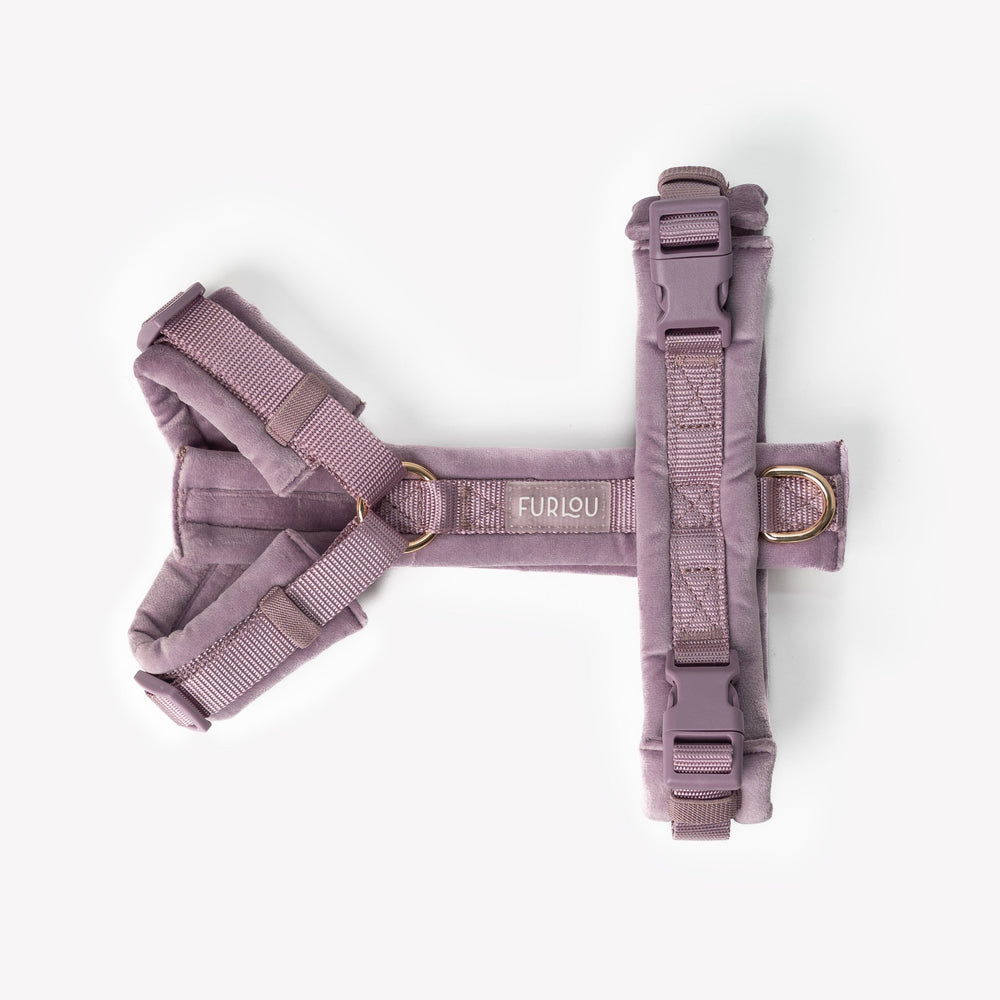 Front view of dog wearing soft velvet harness in lilac

