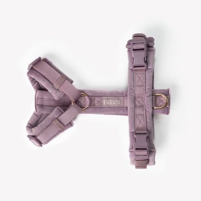 Front view of dog wearing soft velvet harness in lilac

