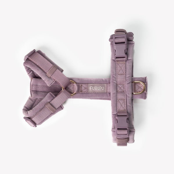 Front view of dog wearing soft velvet harness in lilac

