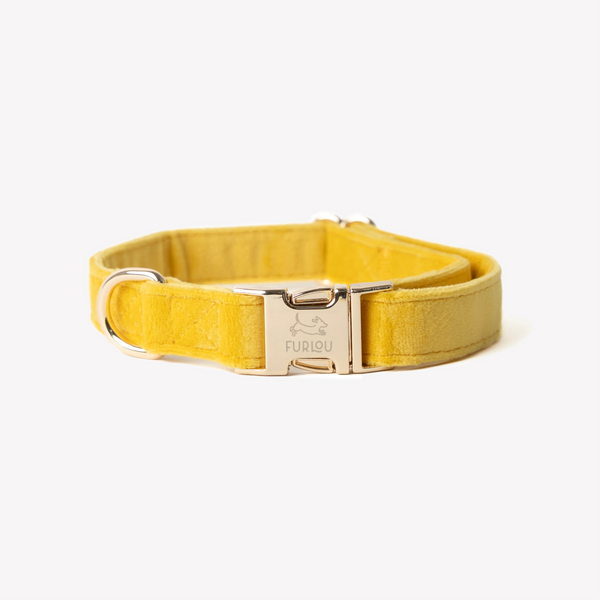 yellow velvet dog collar with gold hardware

