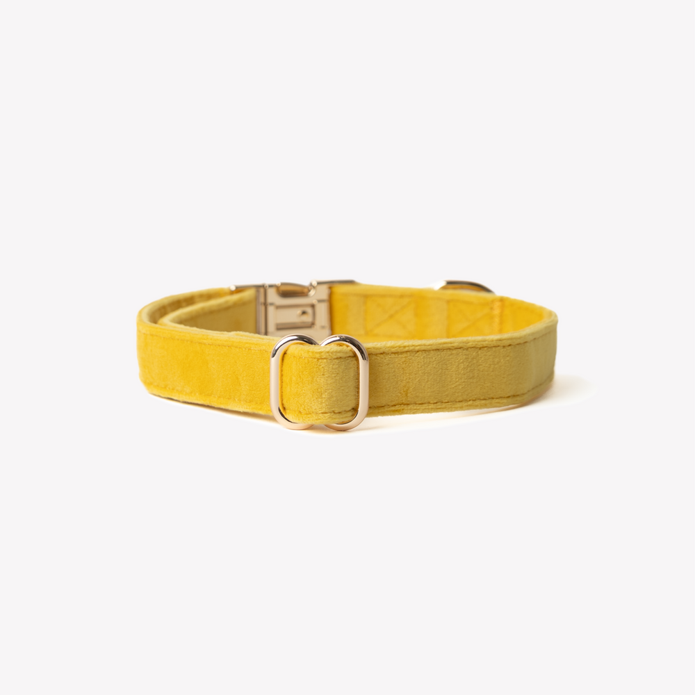 FURLOU luxury velvet dog collar in yellow

