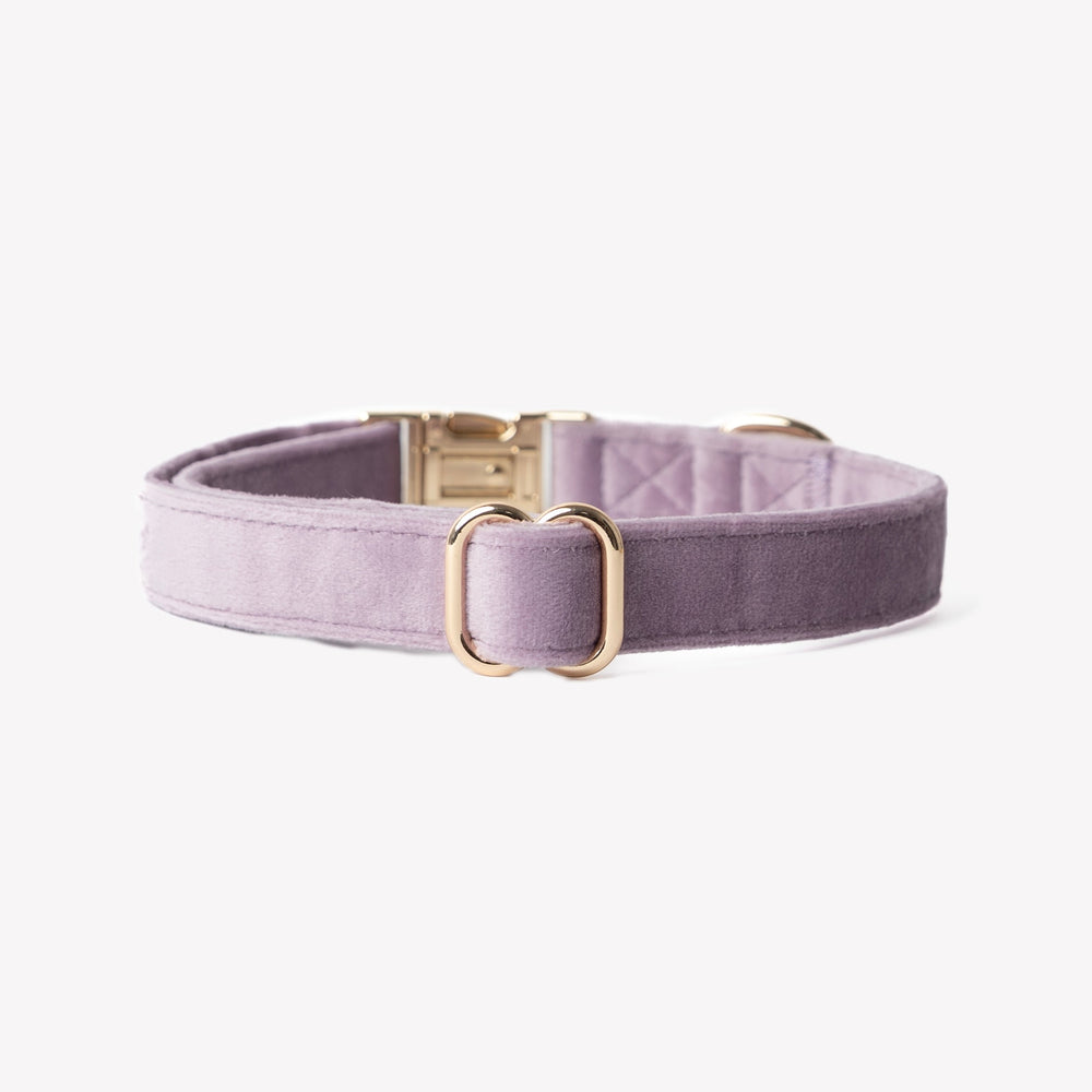 soft velvet dog collar in lilac color

