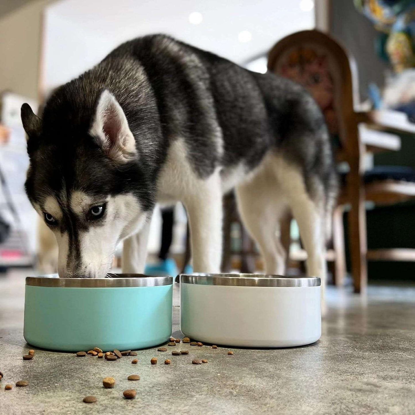 Multicolor Stainless Steel Dog Bowl for Indoor & outdoor