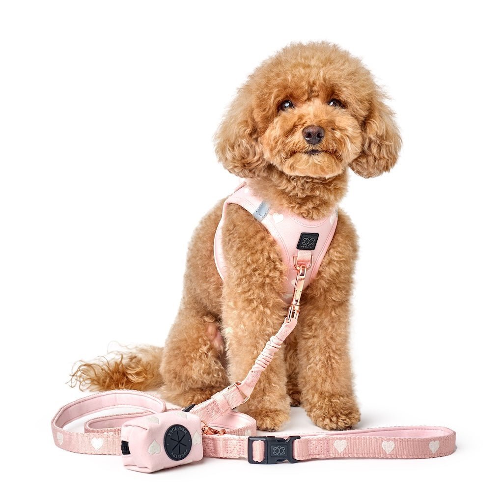 Dogistry - 3-in-1 City Dog Leash - Sweetheart