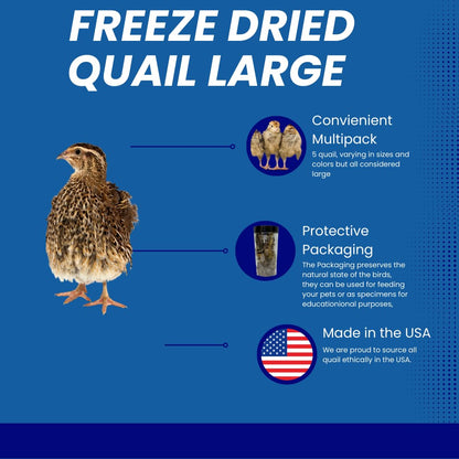 Bird Dog Training Quail - Premium Freeze Dried Whole Quail for Dogs 5ct, Large (Chick) - Natural Prey Feeding Quality Protein Pet Treats