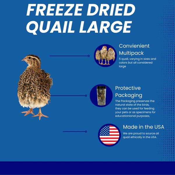Bird Dog Training Quail - Premium Freeze Dried Whole Quail for Dogs 5ct, Large (Chick) - Natural Prey Feeding Quality Protein Pet Treats