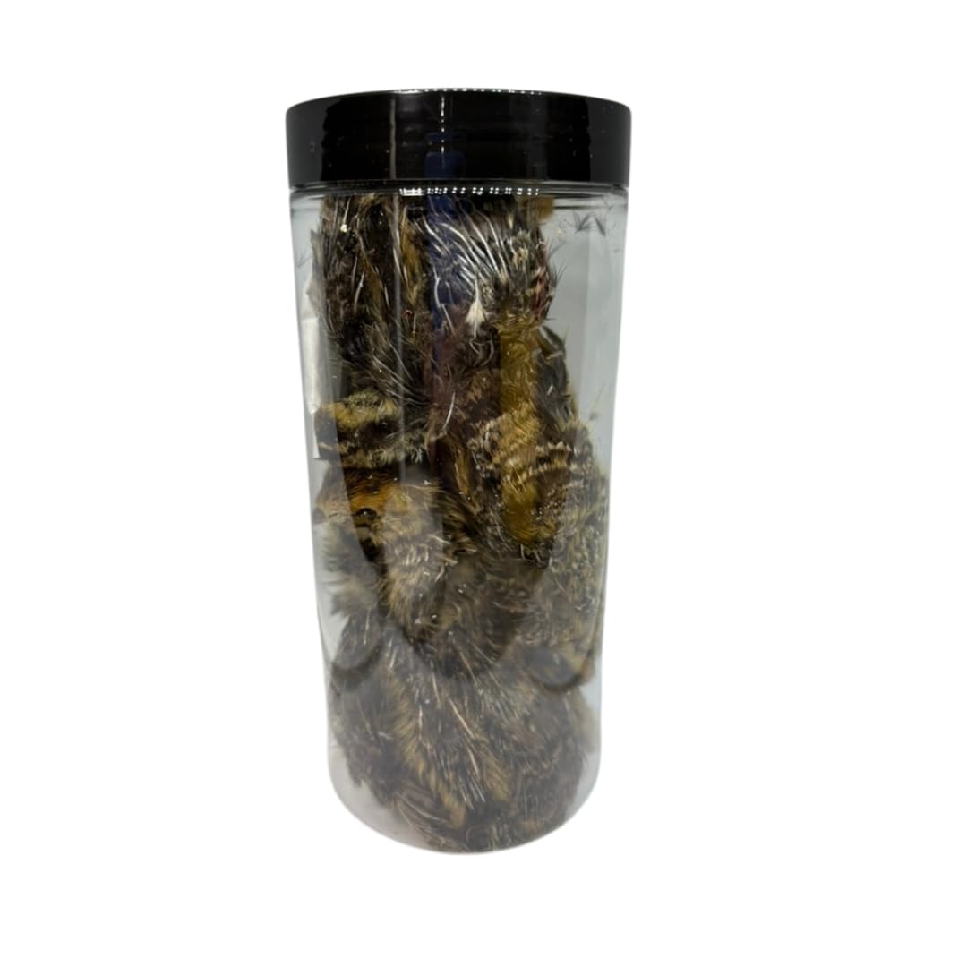 Bird Dog Training Quail - Premium Freeze Dried Whole Quail for Dogs 5ct, Large (Chick) - Natural Prey Feeding Quality Protein Pet Treats