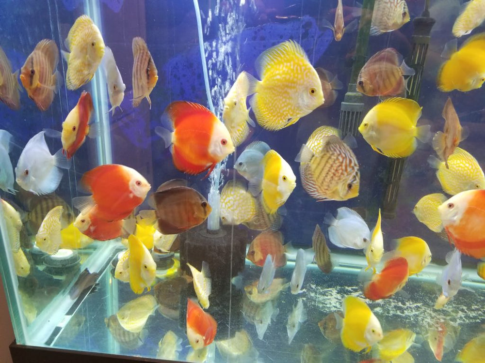 SUPER RED TURQUOISE DISCUS