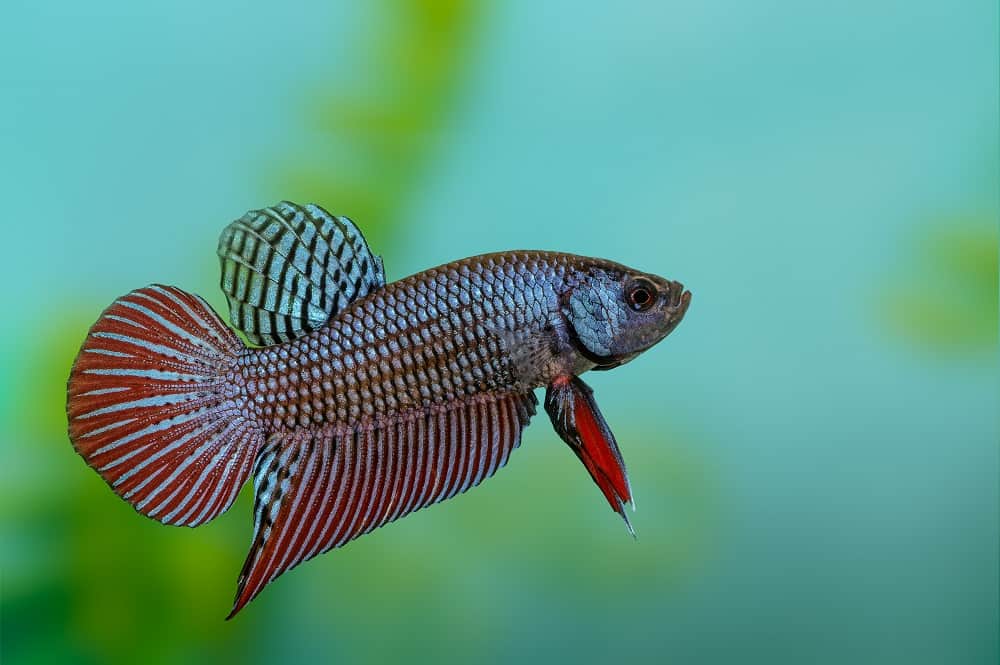Wild live bettas Type (Male)