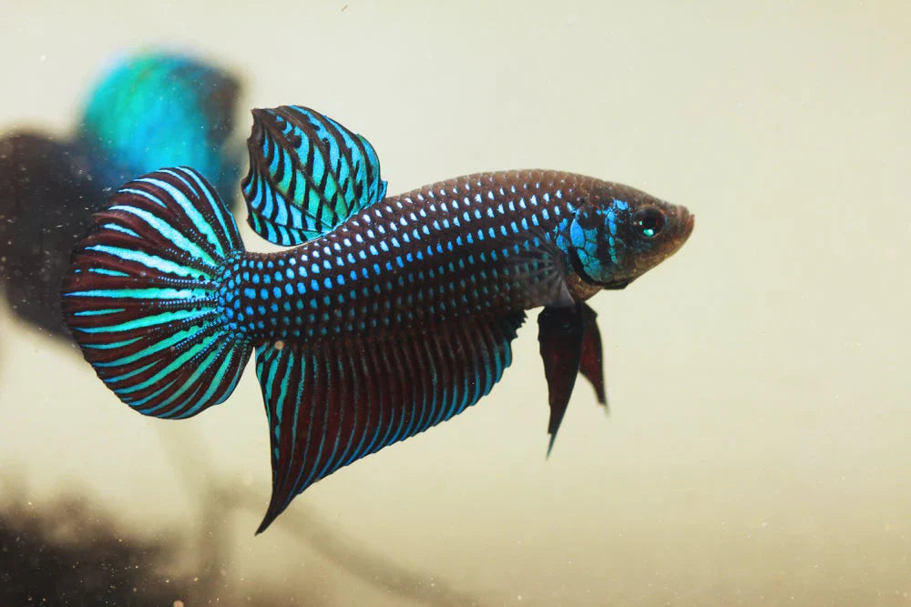 Wild live bettas Type (Male)