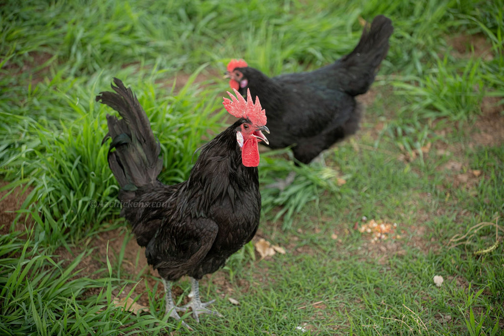 Black American Bresse Chicks - Buy 10 + 5 Bonus Free (Unsexed, Shipping Included)