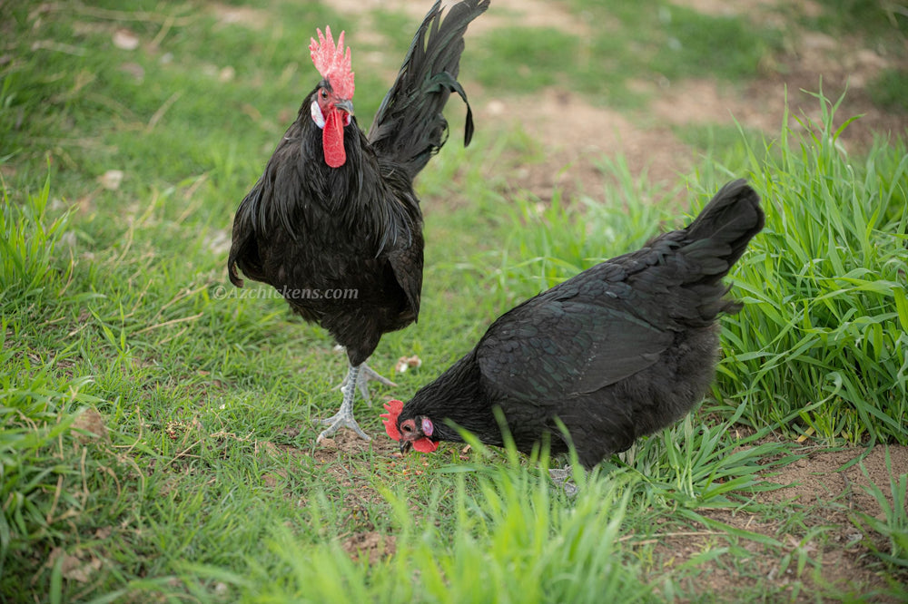 Black American Bresse Chicks - Buy 10 + 5 Bonus Free (Unsexed, Shipping Included)