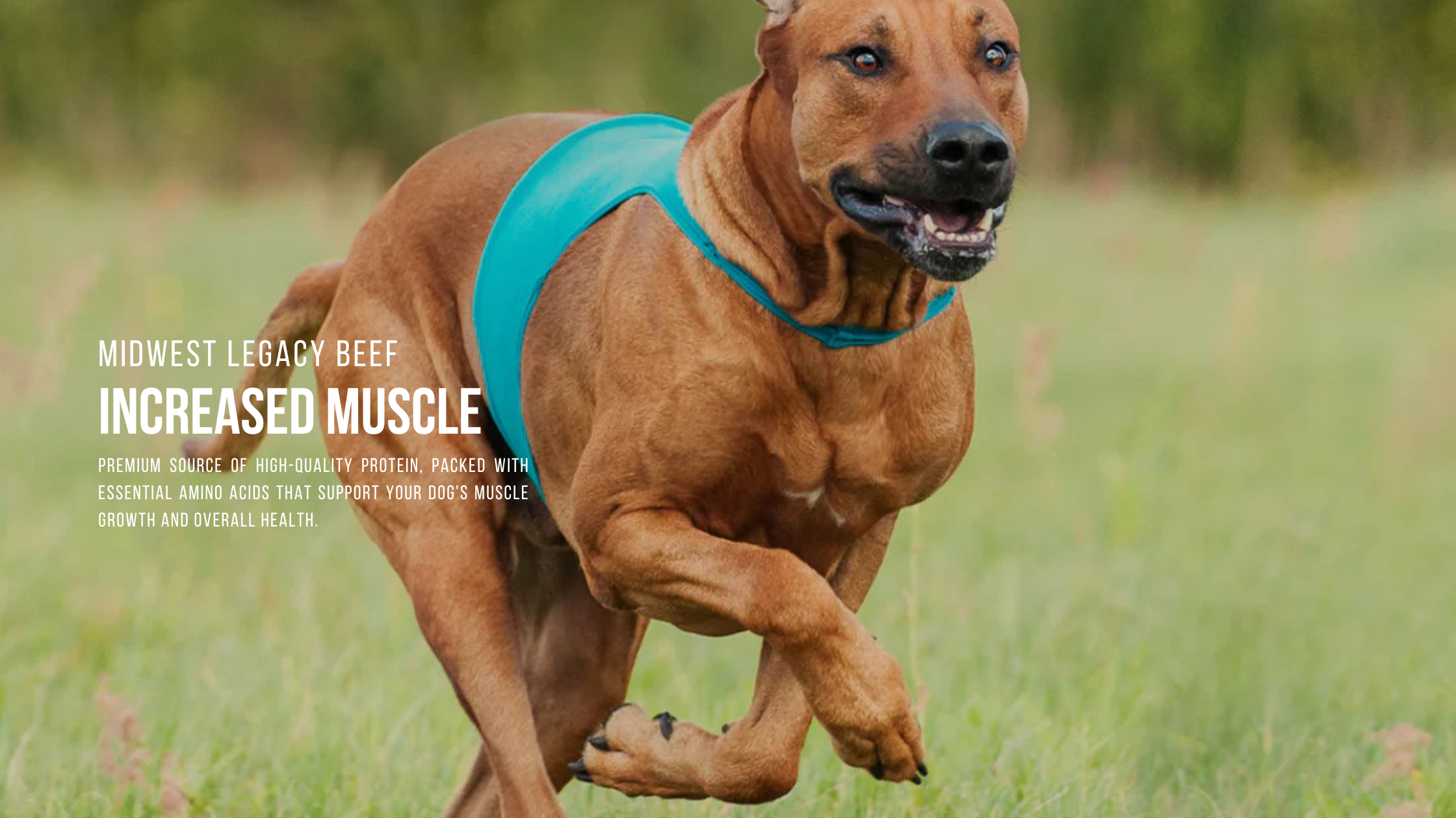 mlb muscle