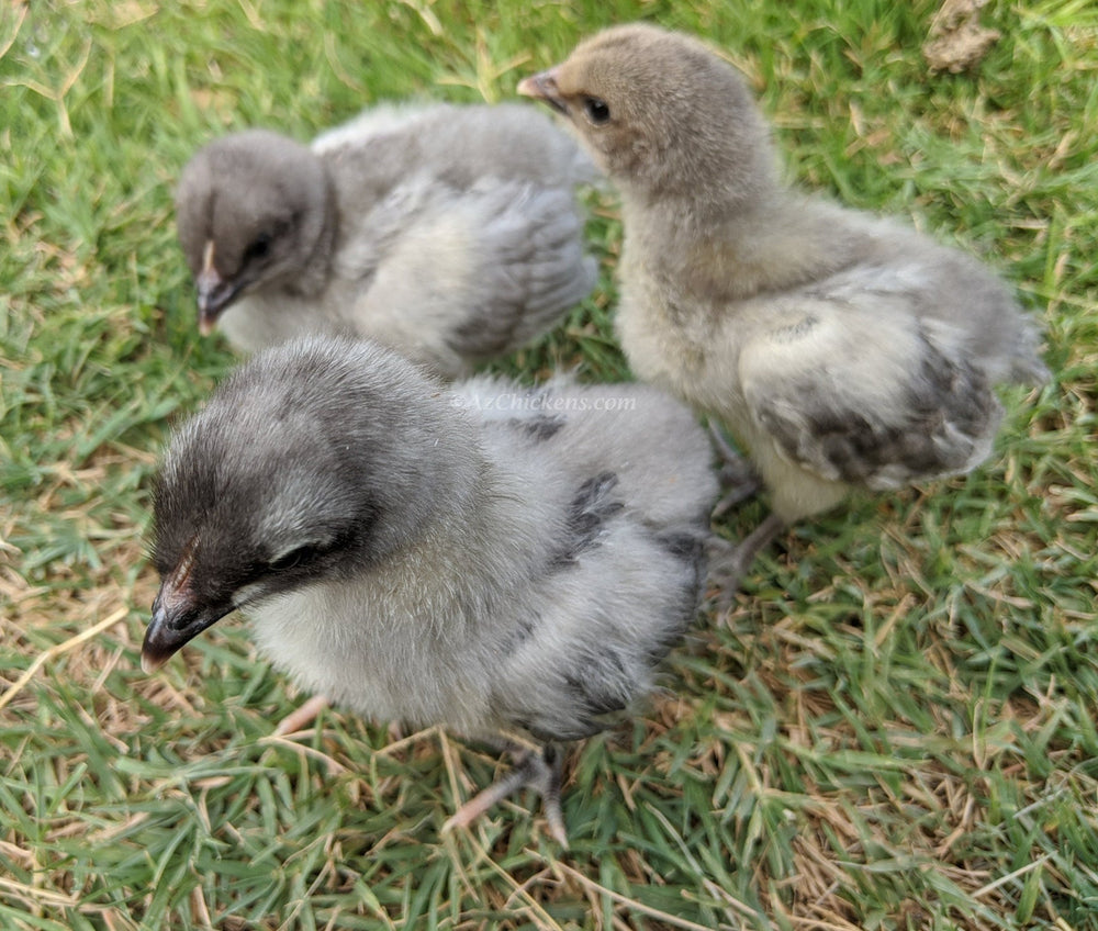 Blue American Bresse Chicks - Buy 10 + 5 Bonus Free (Unsexed, Shipping Included)