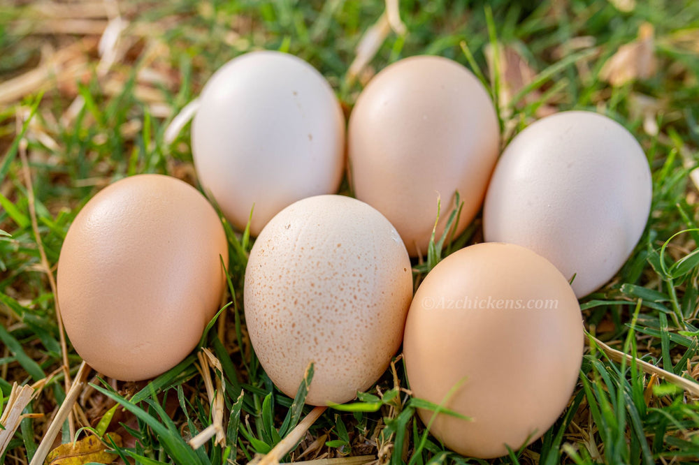 Blue American Bresse Chicks - Buy 10 + 5 Bonus Free (Unsexed, Shipping Included)