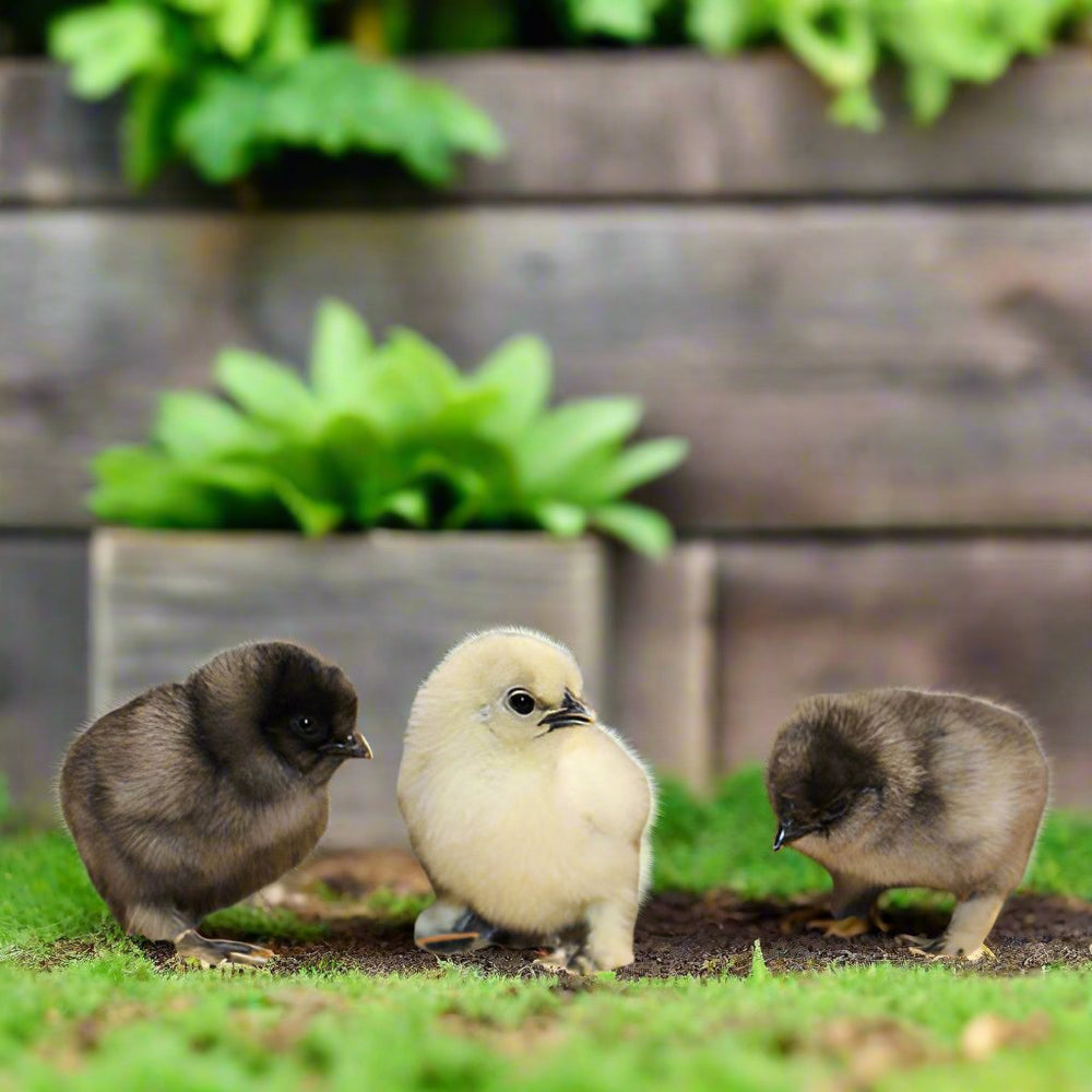 Silkie Chicks – Buy 6 + 3 Bonus Free (9 Unsexed, Mixed Colors, Shipping Included)