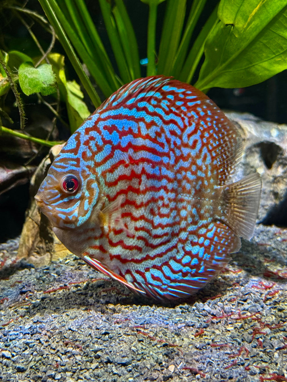 Red Pigeon Blood Discus