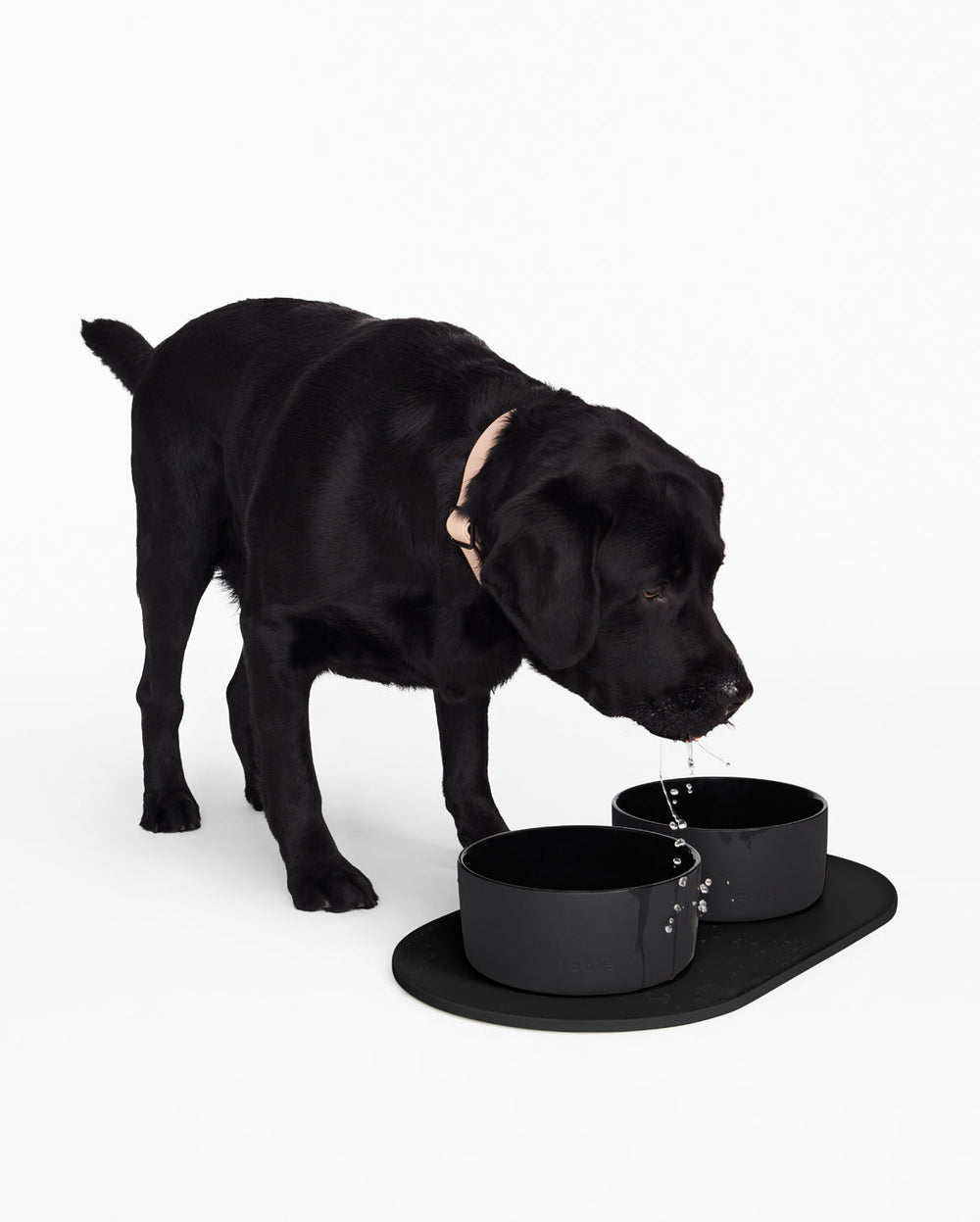 Fable -Dog Bowl