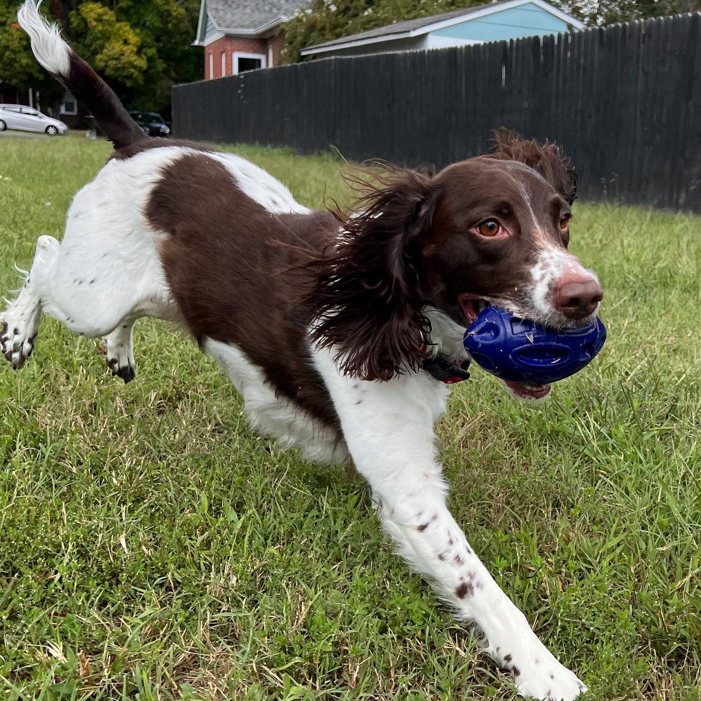 Alpha Pak - Chewie Squeak Rubber Football