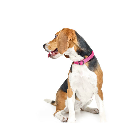 Dogistry - City Dog Collar - Park Ave Pink