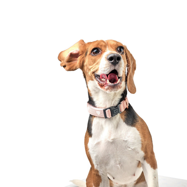 Dogistry - City Dog Collar - Sweetheart