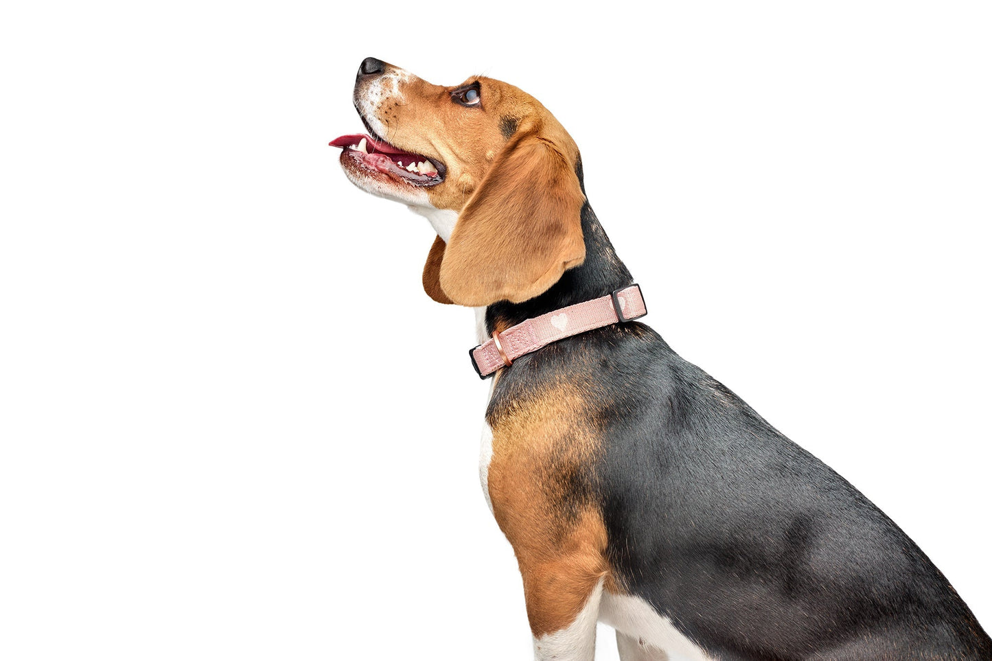 Dogistry - City Dog Collar - Sweetheart