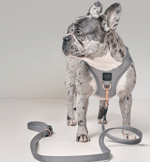 Dogistry - City Dog Leash - Steel