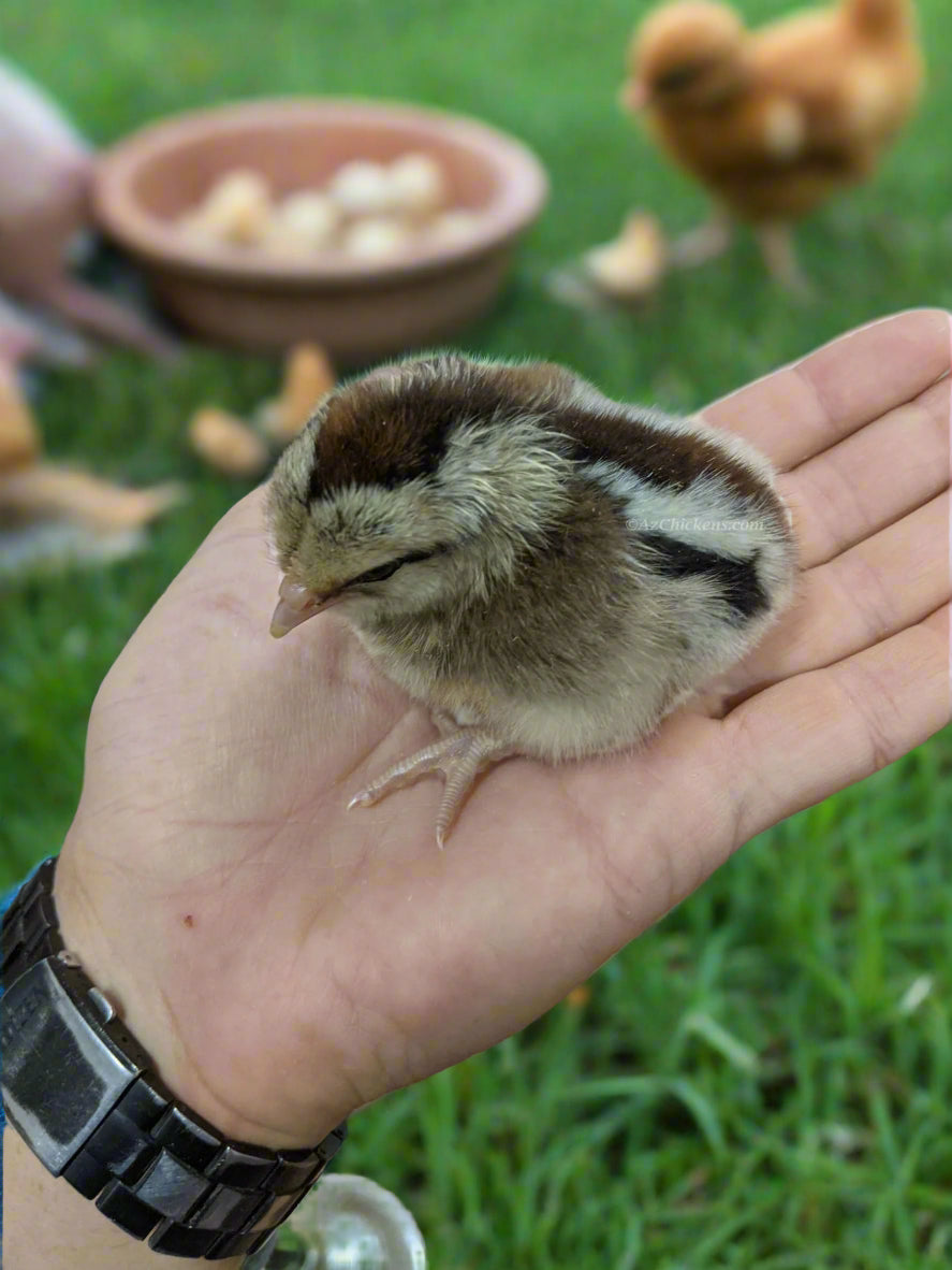 Easter Egger Chicks – Buy 10 + 5 Bonus Free (15 All-Female, Shipping Included)