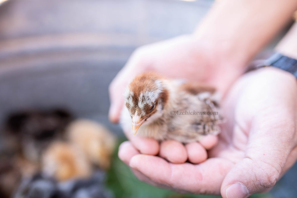 Easter Egger Chicks – Buy 10 + 5 Bonus Free (15 All-Female, Shipping Included)