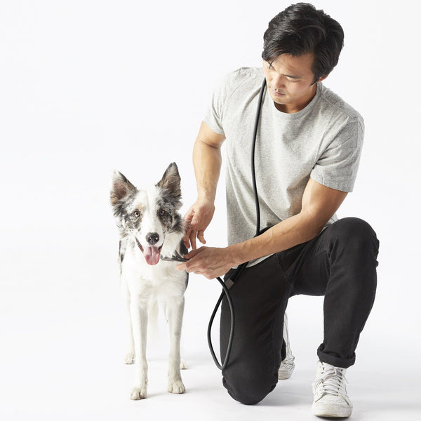 Fable - Magic Dog Leash ®