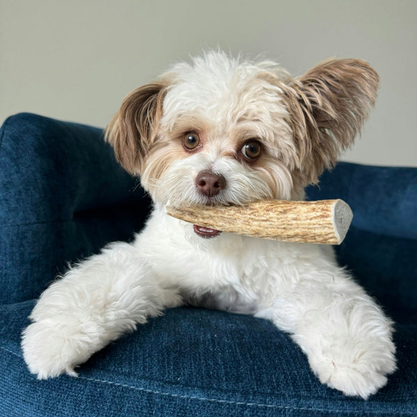 Farm To Pet - Split Elk Antlers for Dogs | All-Natural Antler Dog Chews