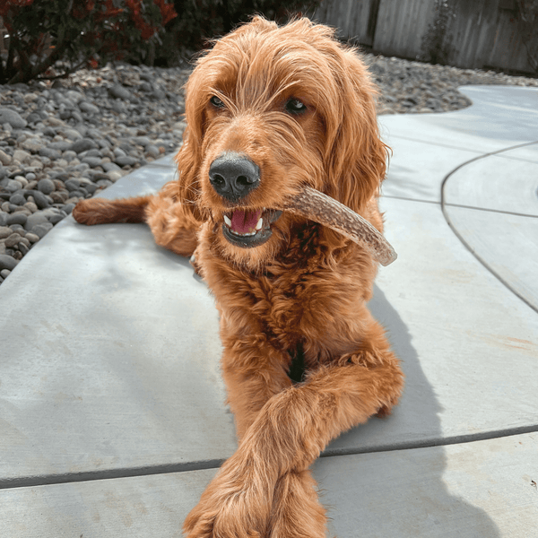 Farm To Pet - Whole Elk Antlers for Dogs | All-Natural Antler Dog Chews