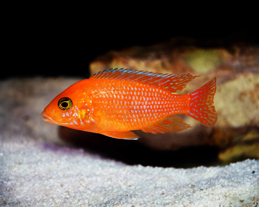 Red Zebra