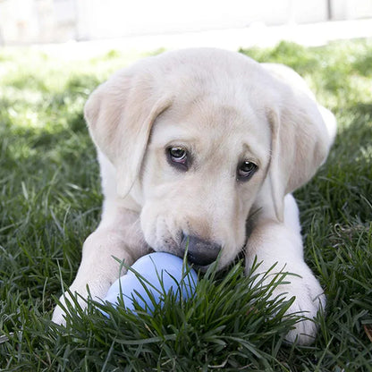 KONG Puppy Dog Toy – Teething Rubber Chew for Puppies