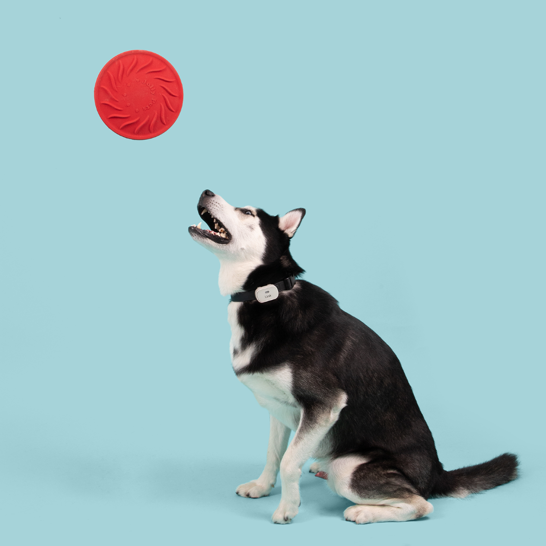 Jolly Pets - Jolly Tuff Flyer