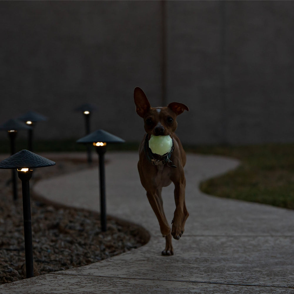 Jolly Pets - Jolly Jumper