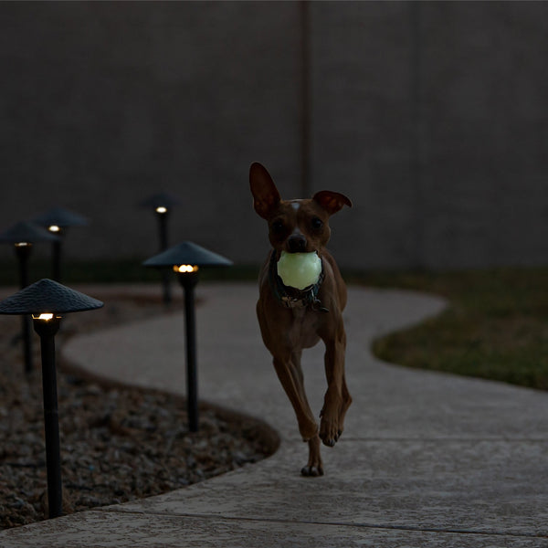 Jolly Pets - Jolly Jumper