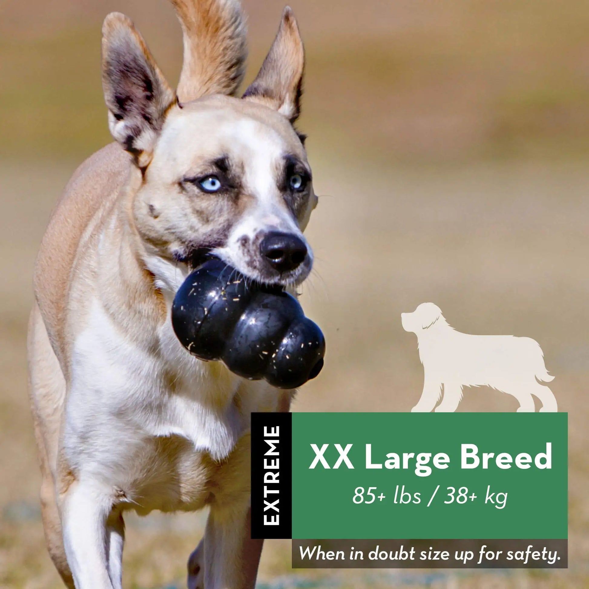 KONG - Extreme Dog Toy - Toughest Natural Rubber Dog Toy, Black - Fun to Chew, Chase and Fetch 2