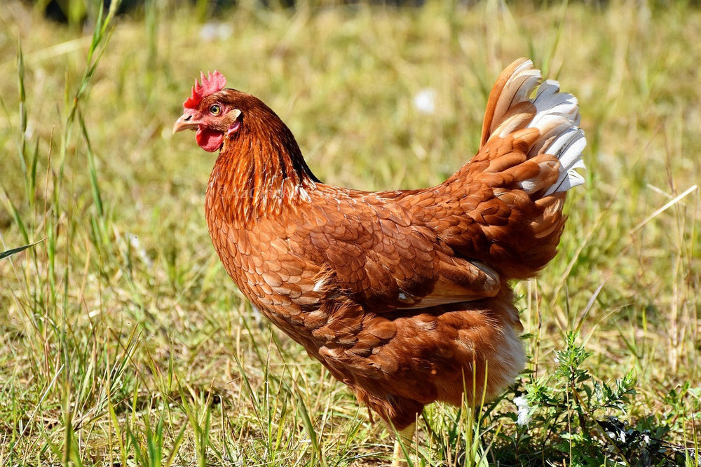 Golden Comet (ISA Brown / Red Sex-Link) Chicks – Buy 10 + 5 Bonus Free (15 All-Female, Shipping Included)