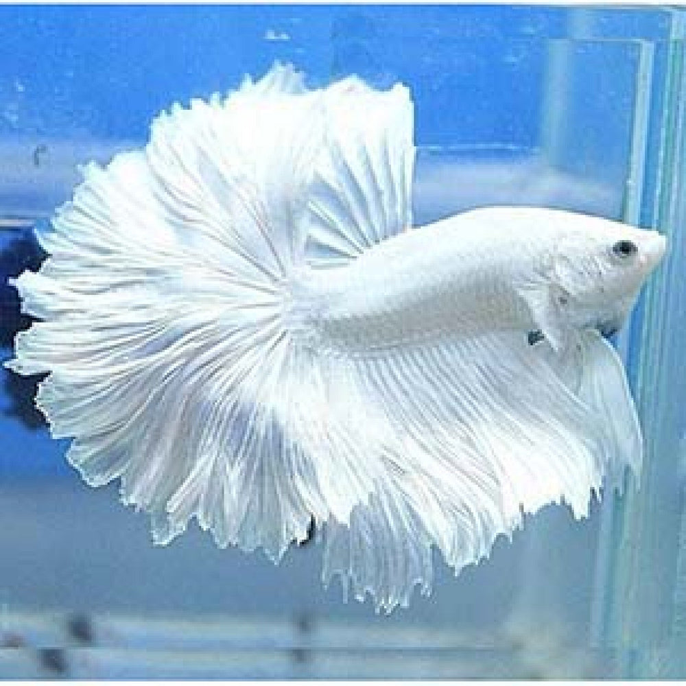 White Halfmoon Live Betta (Male)