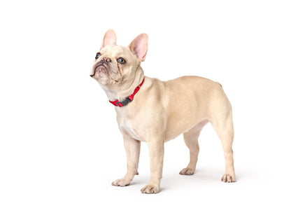 Dogistry - City Dog Collar - Iconic Red