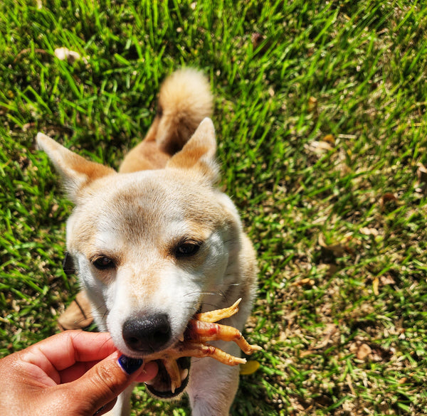 Raw Instincts - Dehydrated Chicken Feet – 5ct  Natural Chew for Cats & Dogs