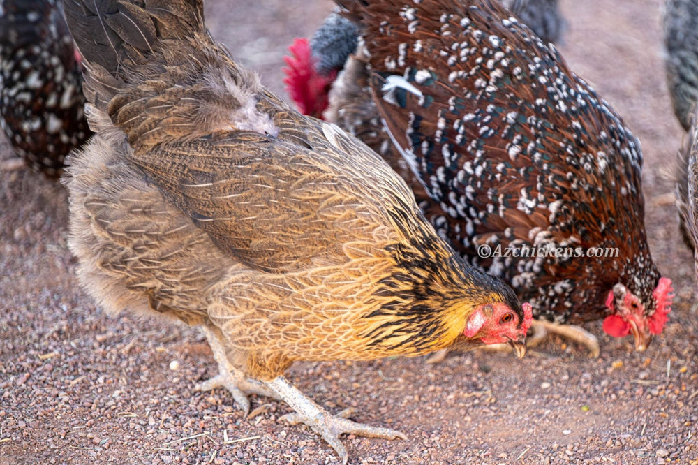 Easter Egger Chicks – Buy 10 + 5 Bonus Free (15 All-Female, Shipping Included)